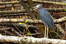 Aigrette bleue