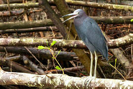 Aigrette bleue