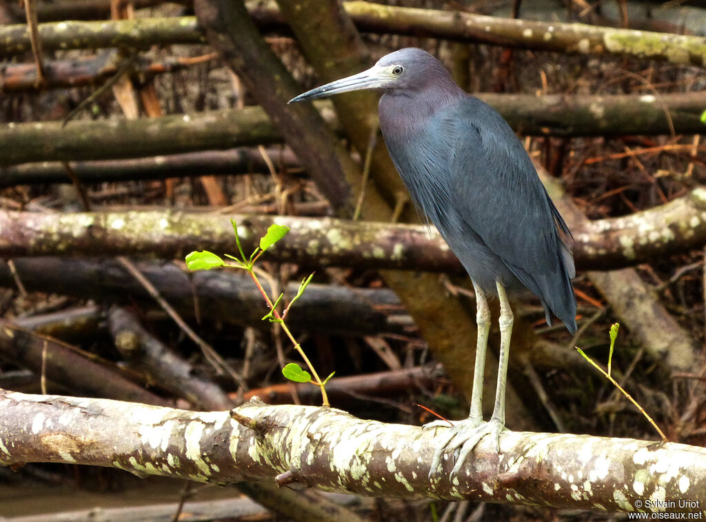 Aigrette bleueadulte