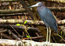 Aigrette bleue