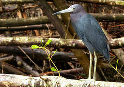 Little Blue Heron