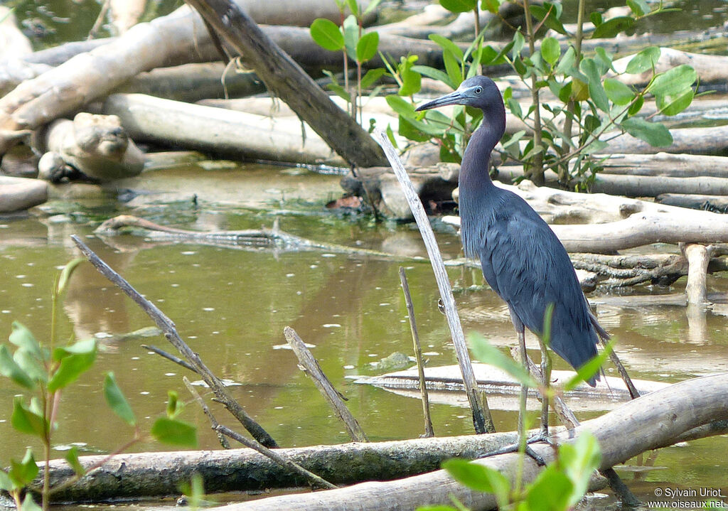 Little Blue Heronadult