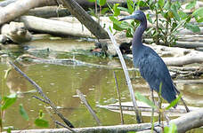 Aigrette bleue