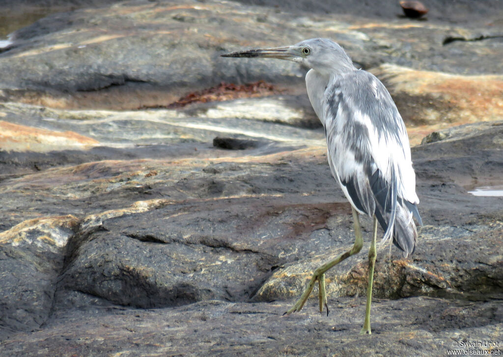 Aigrette bleuesubadulte