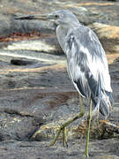 Little Blue Heron