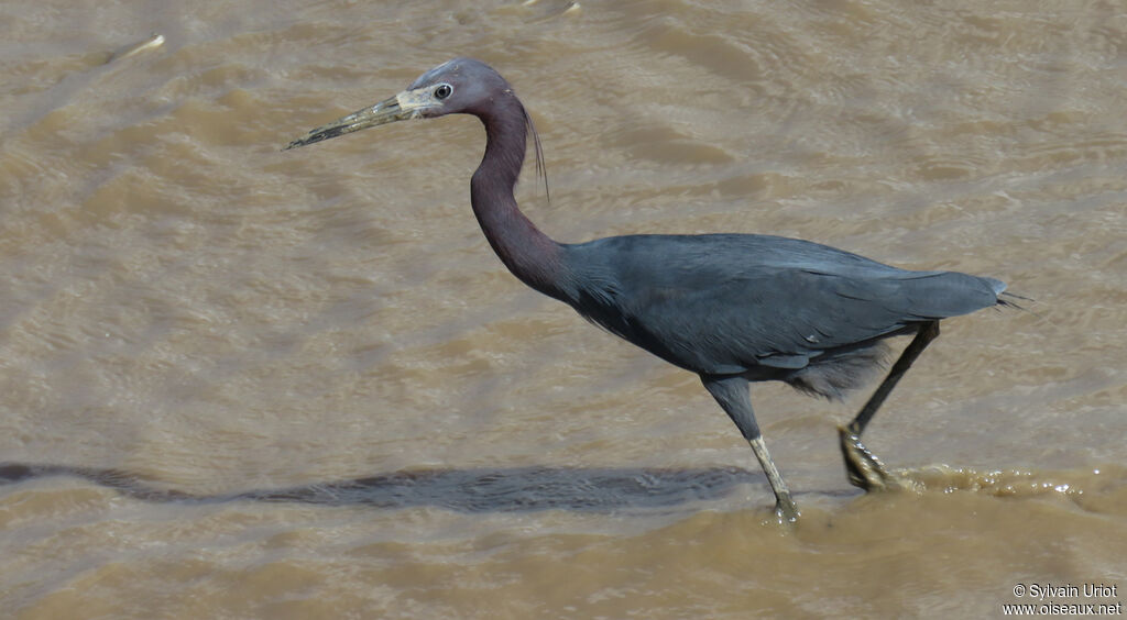 Little Blue Heronadult breeding