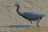 Aigrette bleue