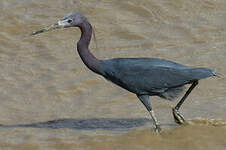 Aigrette bleue