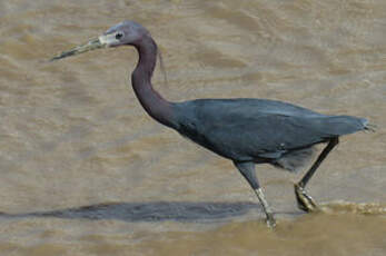 Aigrette bleue