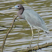 Little Blue Heron