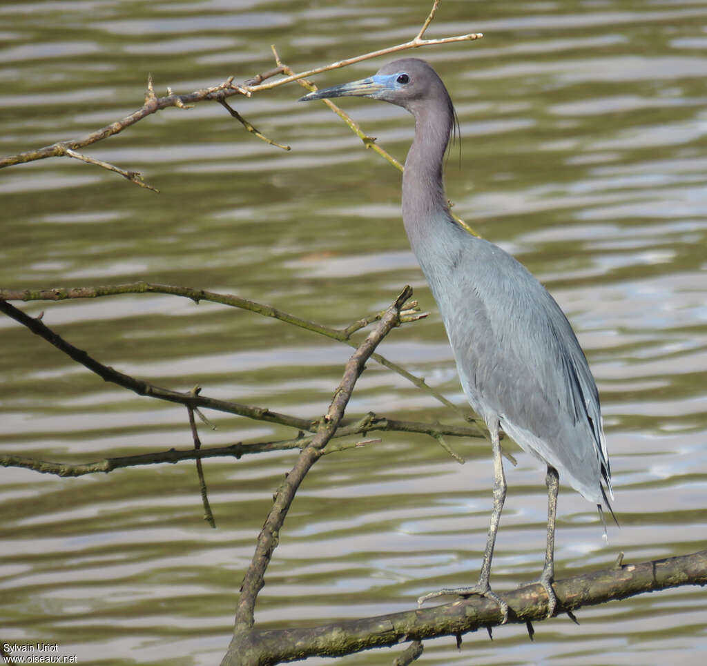 Little Blue Heronadult breeding