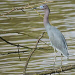 Aigrette bleue