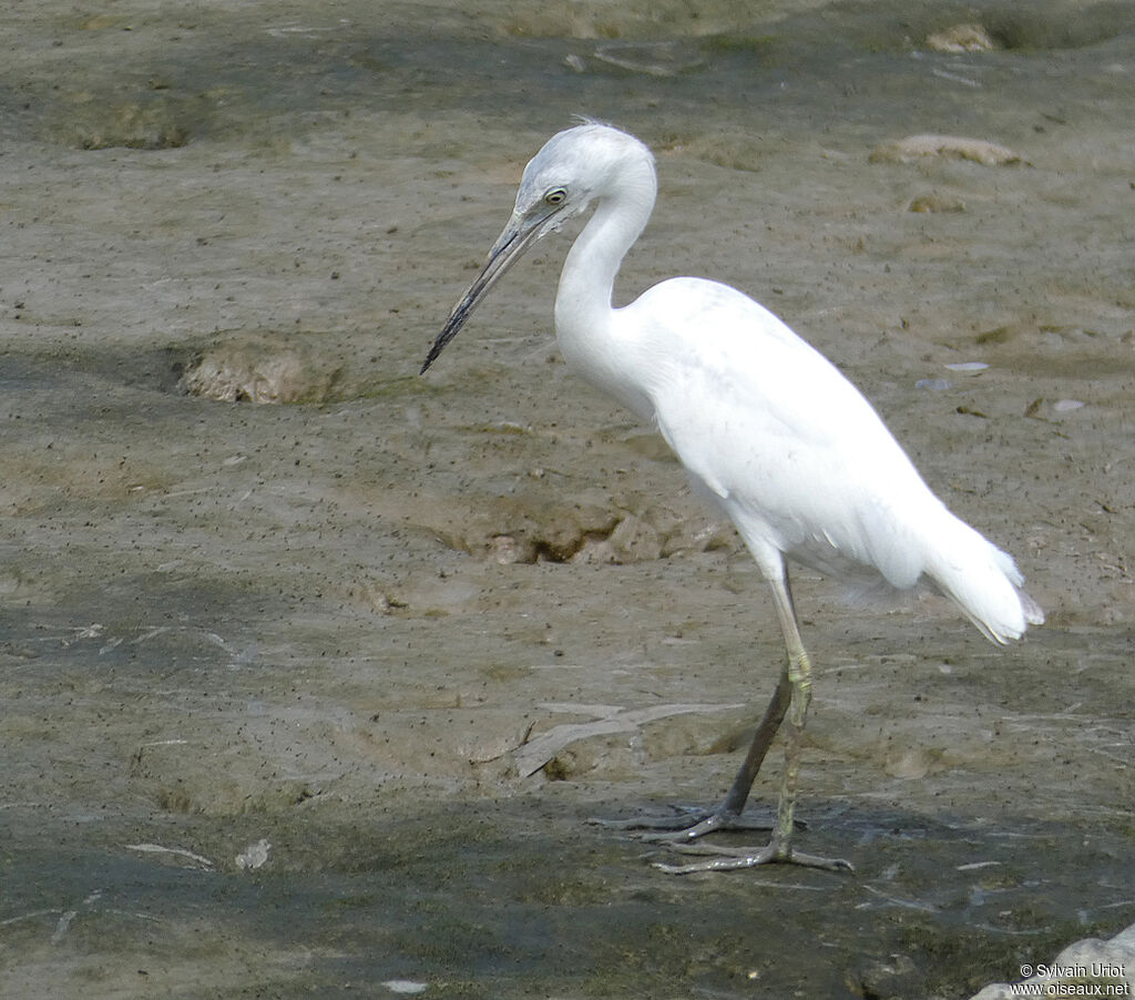 Aigrette bleueimmature