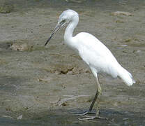 Little Blue Heron