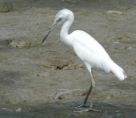 Aigrette bleue