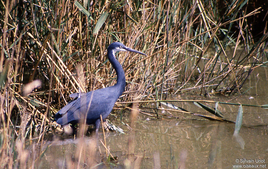 Aigrette des récifs