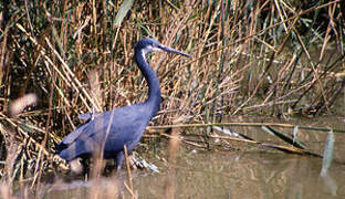 Western Reef Heron