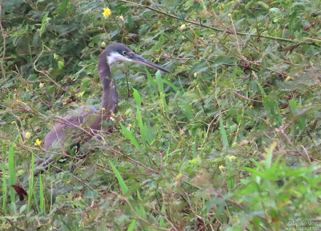 Aigrette des récifs - Aigrette à gorge blanche<br />immature