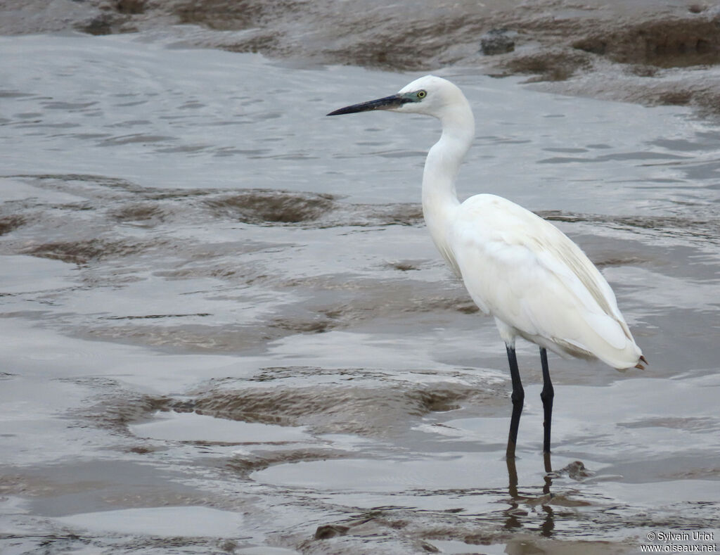 Little Egret