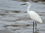 Aigrette garzette