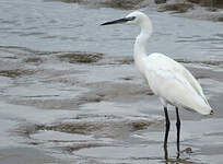 Aigrette garzette