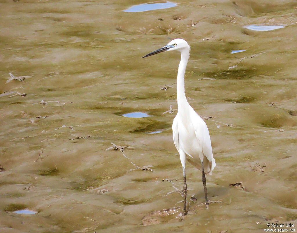 Aigrette garzetteadulte