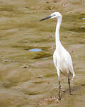 Aigrette garzette