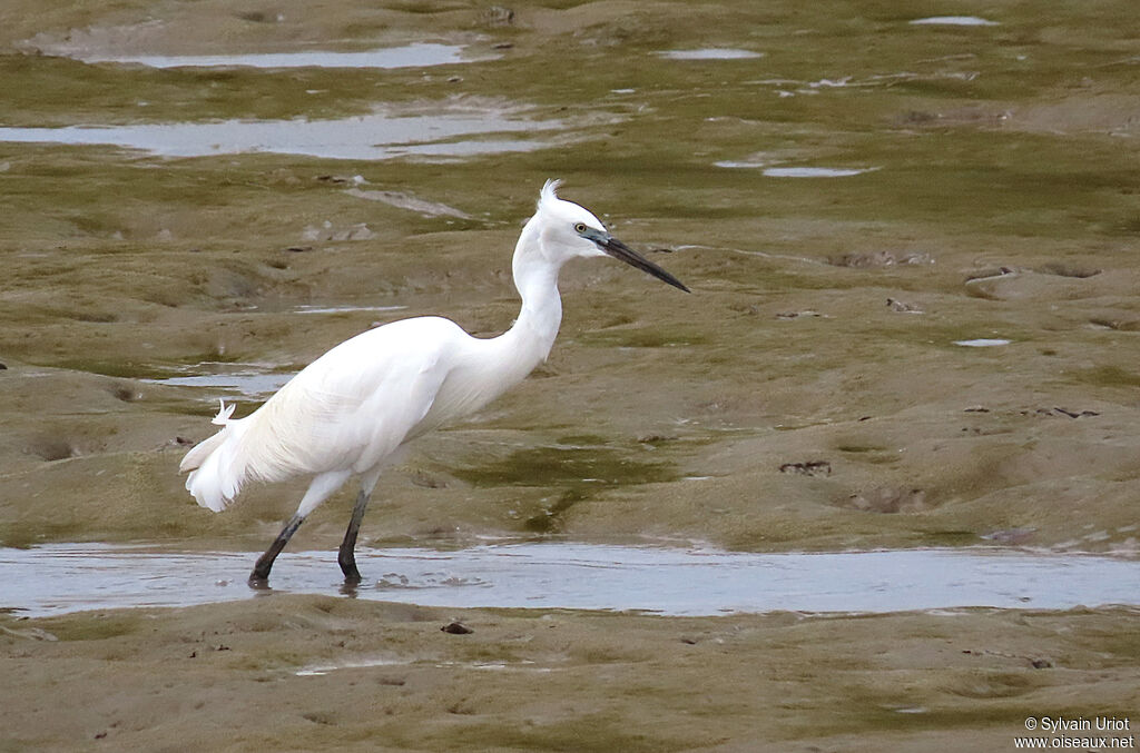 Little Egretadult