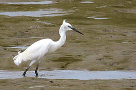 Little Egret