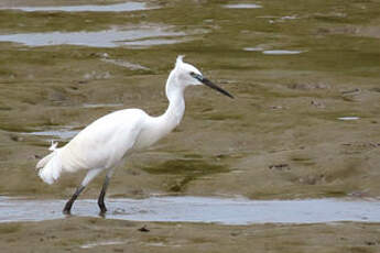 Aigrette garzette