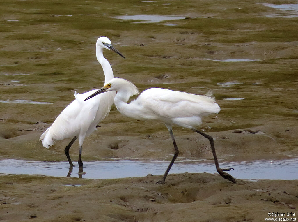 Little Egretadult