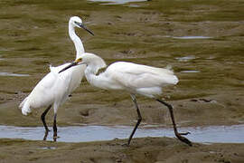 Little Egret