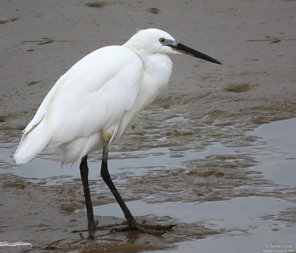 Aigrette garzetteadulte