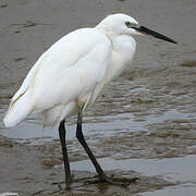 Little Egret