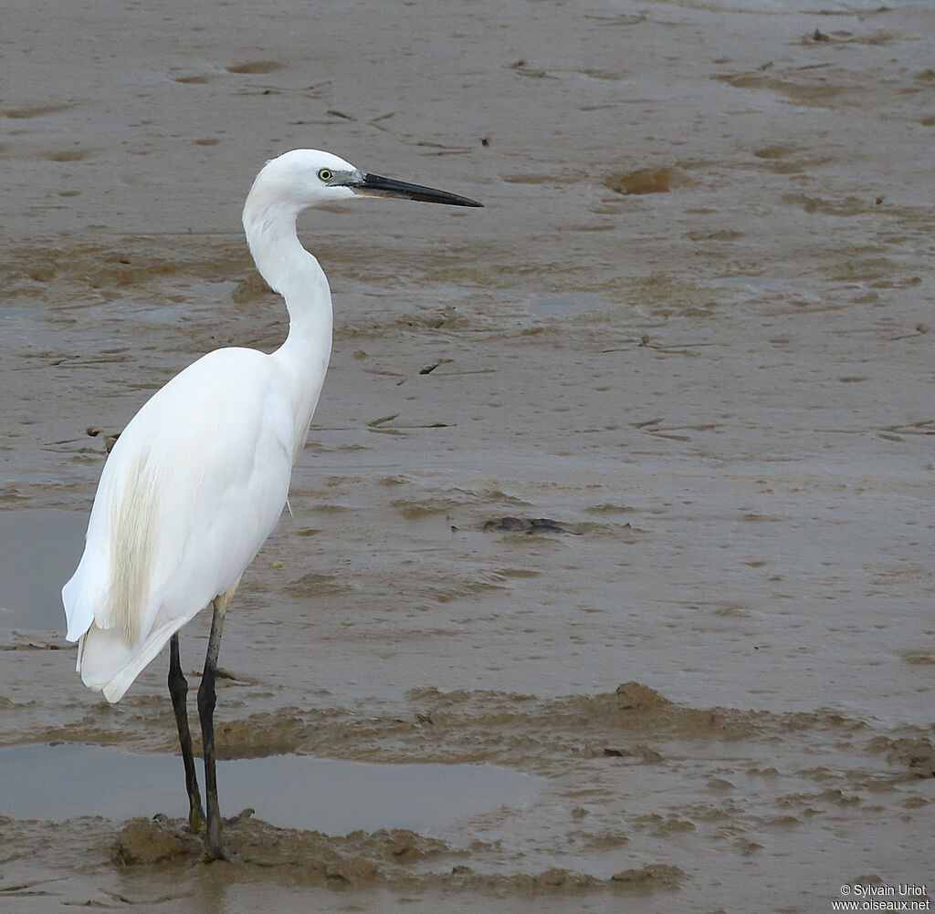 Aigrette garzetteadulte