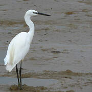 Little Egret