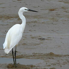 Aigrette garzette