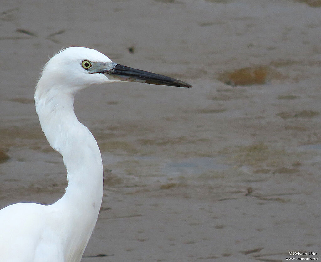 Little Egretadult