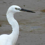 Aigrette garzette