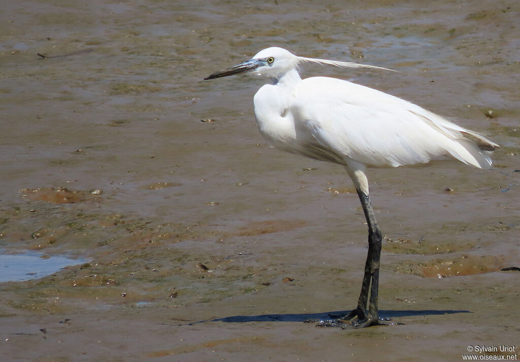 Aigrette garzetteadulte