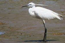 Aigrette garzette