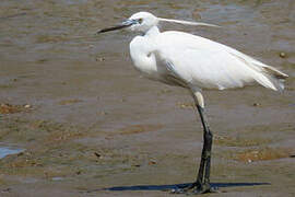 Little Egret