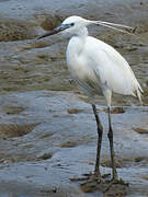 Aigrette garzette