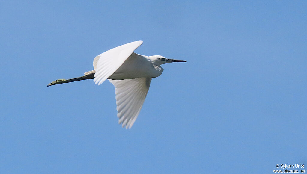 Aigrette garzetteadulte