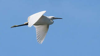 Little Egret