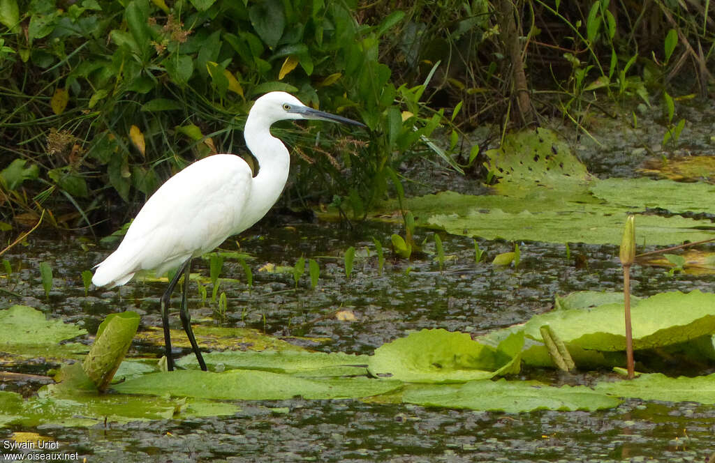 Little Egret