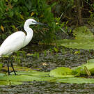 Little Egret