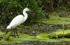 Aigrette garzette