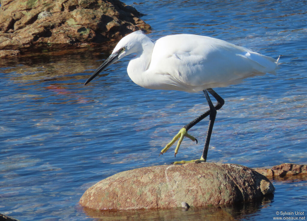 Aigrette garzetteadulte internuptial