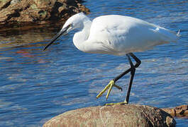 Aigrette garzette